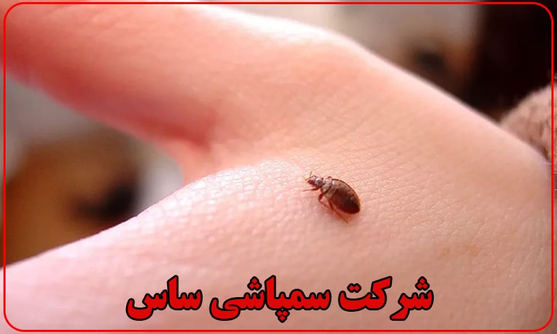 سم پاشی ساس