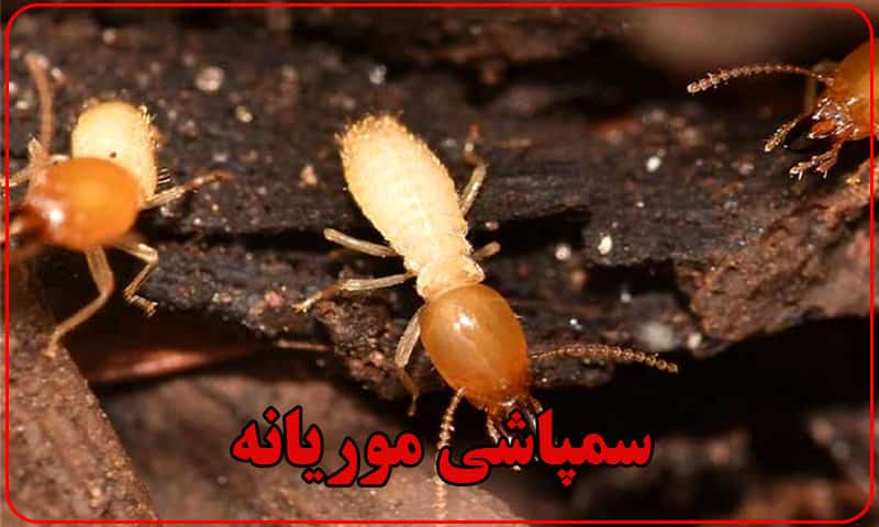 سمپاشی موریانه