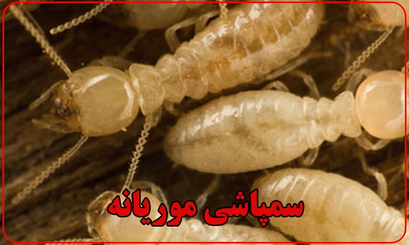 سم پاشی موریانه