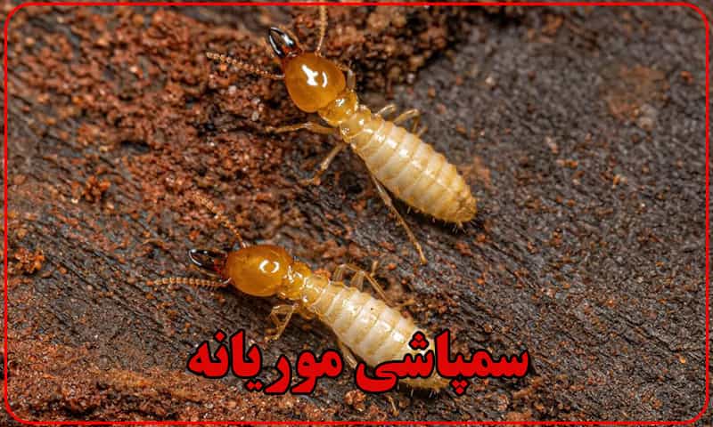 سمپاشی برای موریانه
