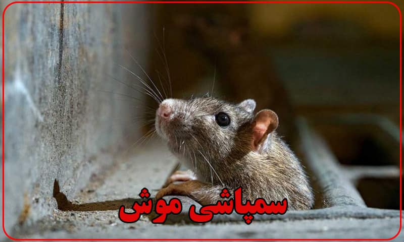 سمپاشی موش