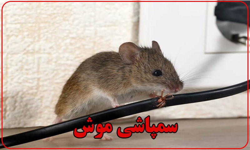 شرکت سمپاشی موش