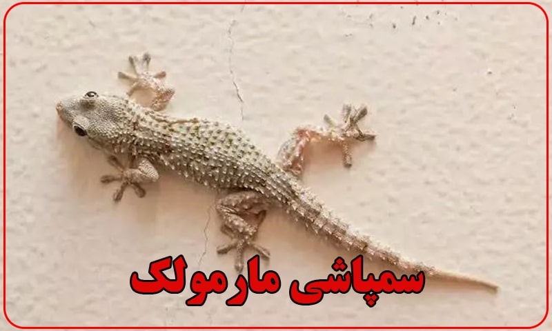 سم پاشی مارمولک