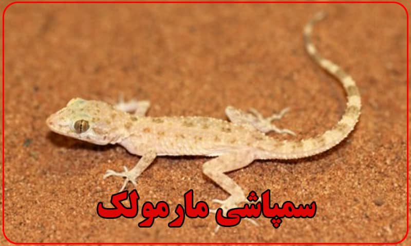 سمپاشی مارمولک