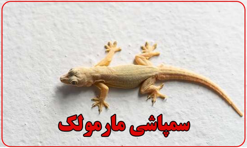 سمپاشی برای مارمولک