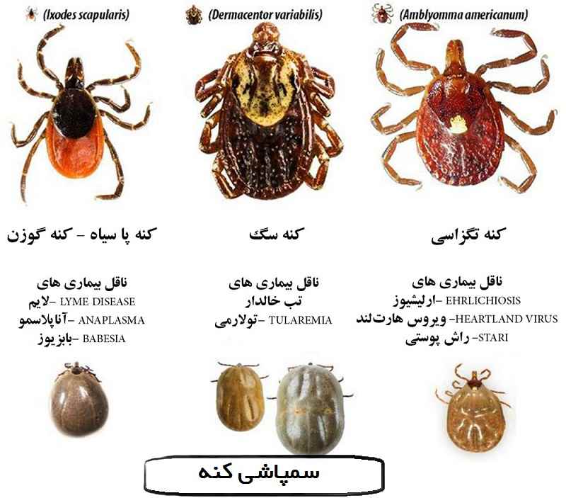 سمپاشی کنه