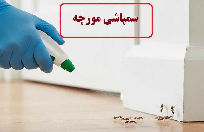 سمپاشی مورچه - ریشه کنی فوری و تخصصی