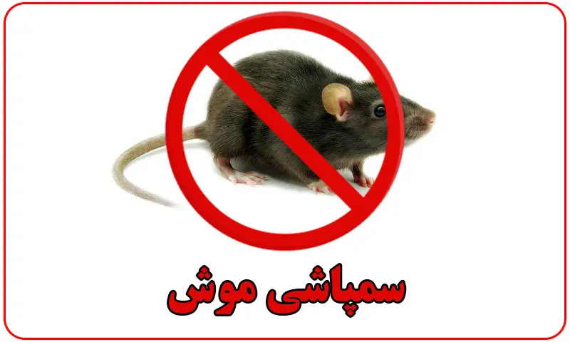 سمپاشی موش - بهترین شرکت سم پاشی جانوران موذی