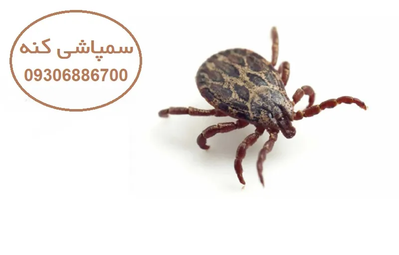 سمپاشی کنه - سم پاشی قوی اصولی و ارزان